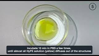 Tutorial Height control of PEG hydrogels with HyPE and PRIMO [upl. by Gibby]