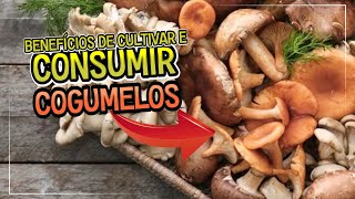 🍄 Benefícios de Cultivar e Consumir Cogumelos [upl. by Ahsitul]