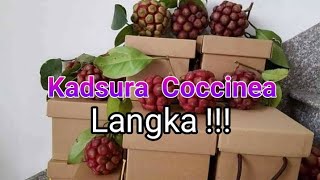 Kadsura Cocinea masih langka di Indonesia [upl. by Theressa]