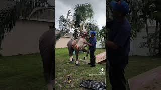 Poniendo los adornos de navidad en el jardín Navidad 2024 [upl. by Curt]