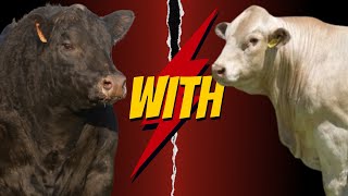 quotMaximizing Beef Production Aberdeen Angus vs Charolais Crossbreed Explainedquot [upl. by Eanyl]