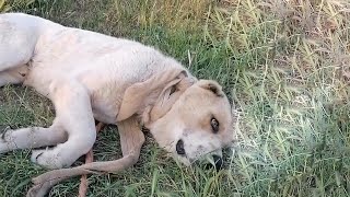 Poor Dog Escaped Exhausted by a Heavy Rope Tightened Around His Neck [upl. by Stryker375]