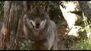 LOBO IBERICO COEXISTENCIA DEL LOBO Y EL MUNDO RURAL [upl. by Fanchette]