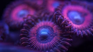 Facts Zoanthids [upl. by Riamo93]