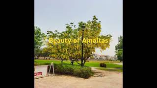 Amaltas tree floweringyellow tree [upl. by Callan663]