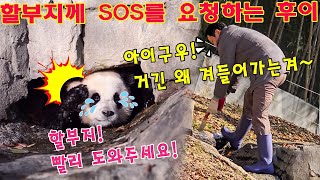 세상에나💥😱후이바오 는 동굴 안으로 들어가다가 갇혔다💥할부지께 SOS를 요청하는후이🆘송바오님가 걱정하면서 뛰어나와 구해줬어요🤣ㅋㅋㅋ [upl. by Akimyt281]