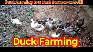 Duck farming is best incom source duck ducker duckling farmerslife duckmeat duckfood [upl. by Anomor]