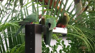 Australian King Parrot 8 [upl. by Rene]