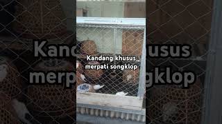 Kandang baru untuk merpati songklop merpati pigeon [upl. by Loralyn579]