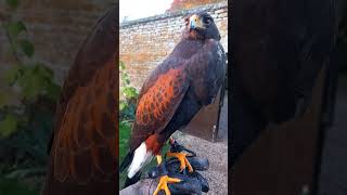 BEAUTIFUL HARRIS HAWK IN AUTUMNAL SUNSET GLOW [upl. by Gascony]