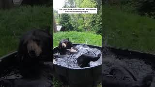 This poor bear was rescued and raised by kindhearted people bear babybear short [upl. by Madison444]