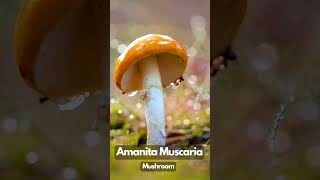 Amanita Muscaria Mushroom mushroom nature [upl. by Earal]