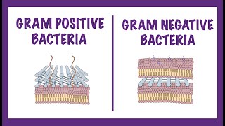 Gram Negative vs Gram Positive Bacteria  Gram Staining Mechanism [upl. by Leba]