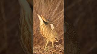 Eurasian bittern Call bdwildbird [upl. by Seerdi]