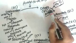 TCA Cycle  Krebs Cycle  Biochemistry  Explanation  PharmaWarrior [upl. by Nonohcle]