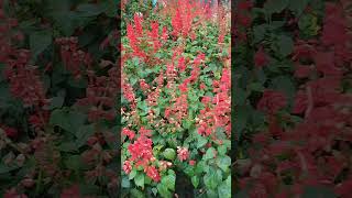 Scarlet Sage Plant plantlover plants travel shortvideo [upl. by Arutak]