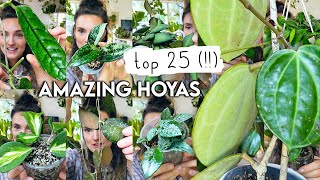 Top 25 MindBlowing HOYAS 🌱 Best Amazing Hoya Plants RARE  COMMON [upl. by Leonie]