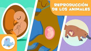 REPRODUCCIÓN de los ANIMALES 🐶🐦 SEXUAL Y ASEXUAL 🥚🤰🏻 OVÍPAROS VIVÍPAROS Y OVOVIVÍPAROS [upl. by Enoek886]