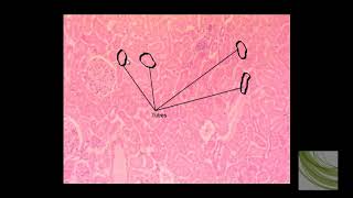 SLIDE Simple Cuboidal Epithelial Tissue [upl. by Annas]