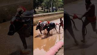 Kambala trending today race mangalore [upl. by Beetner]