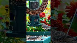 Purple Finch VS House Finch females [upl. by Assirat82]