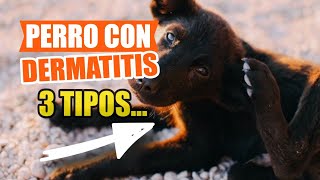 🐶3 DERMATITIS en PERROS 👇Causas Síntomas y Qué Hacer [upl. by Aloap]