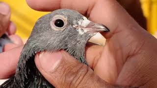 03014732254  📞 Nayab Diamond Breed Sona Pigeon Club Lahorepigeon [upl. by Bernardine]