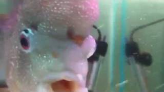 חור בראש Hole in head Hexamita flowerhorn [upl. by Rania]