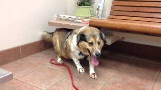 My dog hyperventilating while at the vets office [upl. by Roybn]