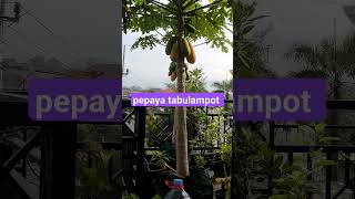 pepaya tabulampot 😍 fruit berkebun gardening tabulampot garden kebunrumah [upl. by Berkeley]