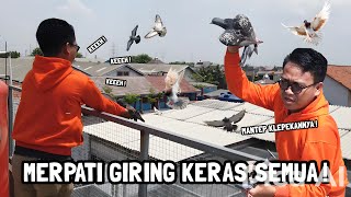 AJAIB SEMUA MERPATI GIRING KERAS  SERU BANGET KLEPEKIN MERPATI DARI ATAP RUMAH ‼️ [upl. by Siuqaj457]