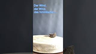 Short 37  Wacholder  Der Wind der Wind [upl. by Reynold]