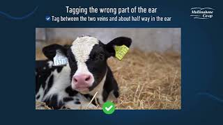 Common mistakes when tagging [upl. by Ettenowtna599]