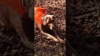 Pork Chops for Chops oklahomajoes dog weimaraner fire porkchops [upl. by Anaytat]