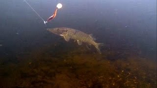 Fishing pike attack lure  softbait underwater Рыбалка на силикон атака щуки по водой [upl. by Lledrev]