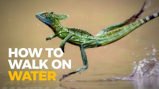 The Insane Biology of The Jesus Christ Lizard [upl. by Talyah239]