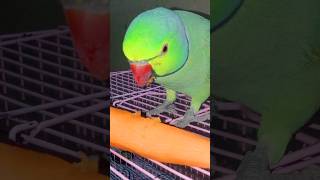 Eating 🥕 carrot 🥕🥕🥕talkingparrot cutebird [upl. by Ame]