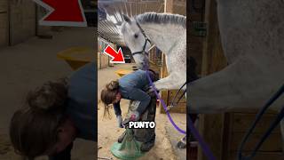 Niña ayuda a un caballo en apuros 😮❤️ shortvideo shortsfeed shorts [upl. by Terese]