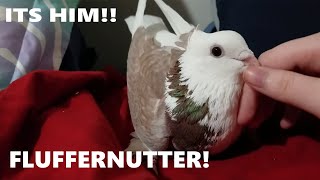 Introducing Fluffernutter my Pet Pigeon [upl. by Agueda]