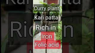 5 Medicinal plants 🪴 you must have in 🏠  shortvideo short [upl. by Issim562]