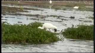 KAZINGA CHANNEL in the QUEEN ELIZABETH NATIONAL PARK UGANDA [upl. by Ennaegroeg]