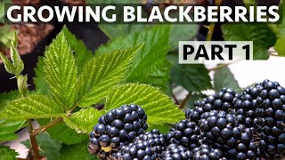 Easily Grow Organic Blackberries in Containers Part 1 [upl. by Aninaj171]