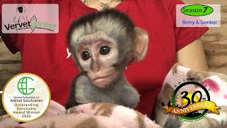 Meet Remy amp Samber Two Baby Monkey Orphans Facing Adversity 🐒💔 [upl. by Ruddy]