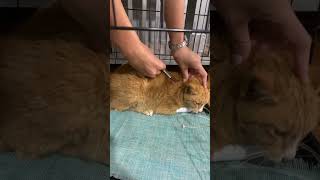 Symptom of parvo virus on cat and antibiotic for treatment [upl. by Asreht978]