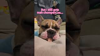 Sleepy Dog and His Dentures frenchbulldog funnydogs petlife [upl. by Carly]