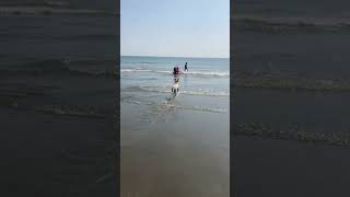 Molly at Bracklesham bay [upl. by Marcellina]