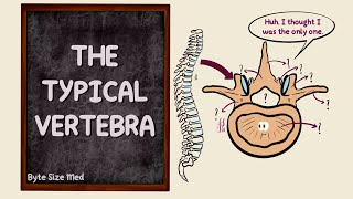 The Typical Vertebra  Parts  The Vertebral Column  Bones  Osteology  Anatomy Doodles [upl. by Alma]