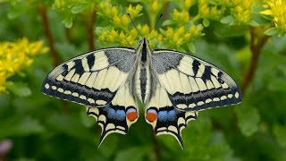 Papilio machaon  Schwalbenschwanz Swallowtail Paź królowej [upl. by Haskins]