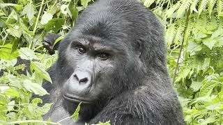 Stunning sightings at Rushaga Bwindi Uganda Gorilla Trekking 4K [upl. by Aihsram]