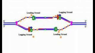 DNA replication [upl. by Enyaw]